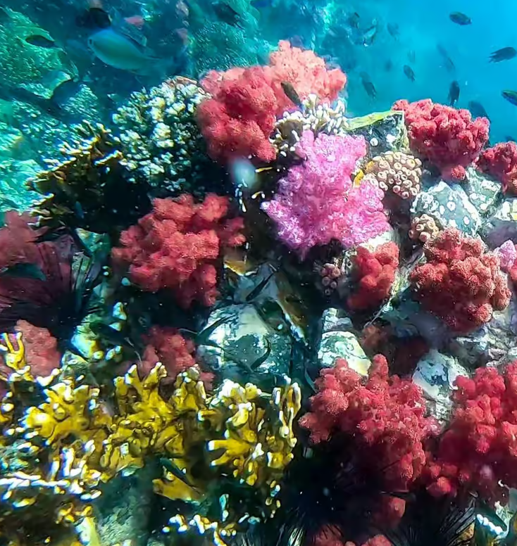 Koraller og snorkling ved Koh Lipe